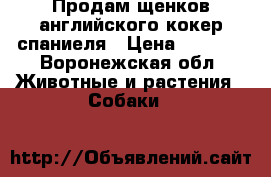 Продам щенков английского кокер спаниеля › Цена ­ 6 000 - Воронежская обл. Животные и растения » Собаки   